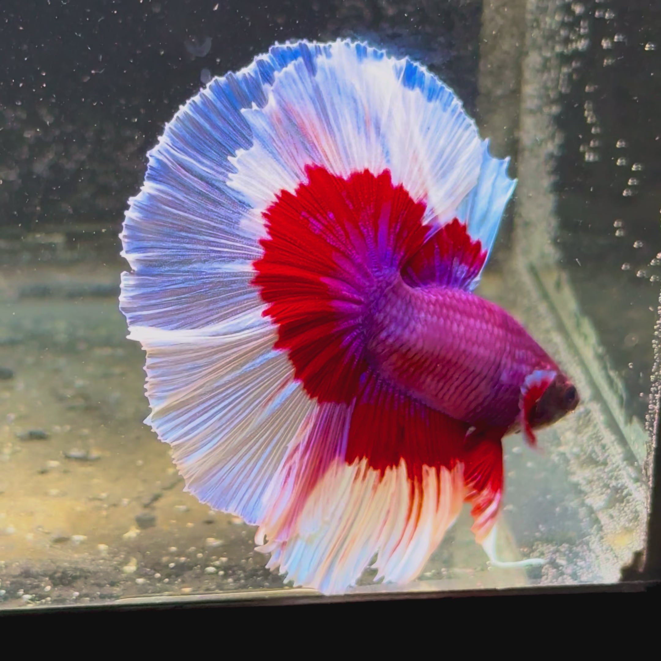 Lavender Halfmoon