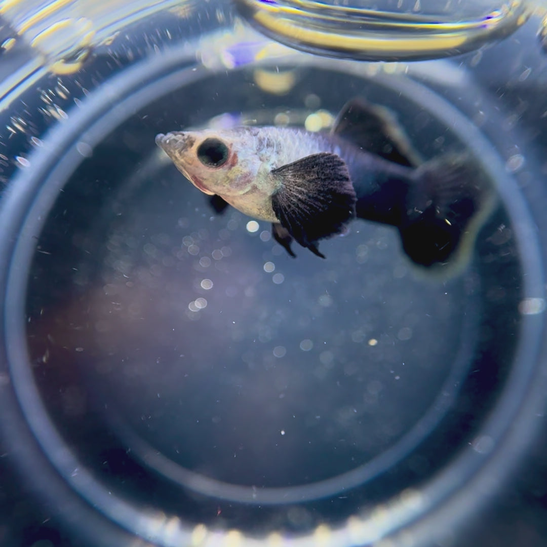 Panda Guppies for Sale | Black & White Panda Line