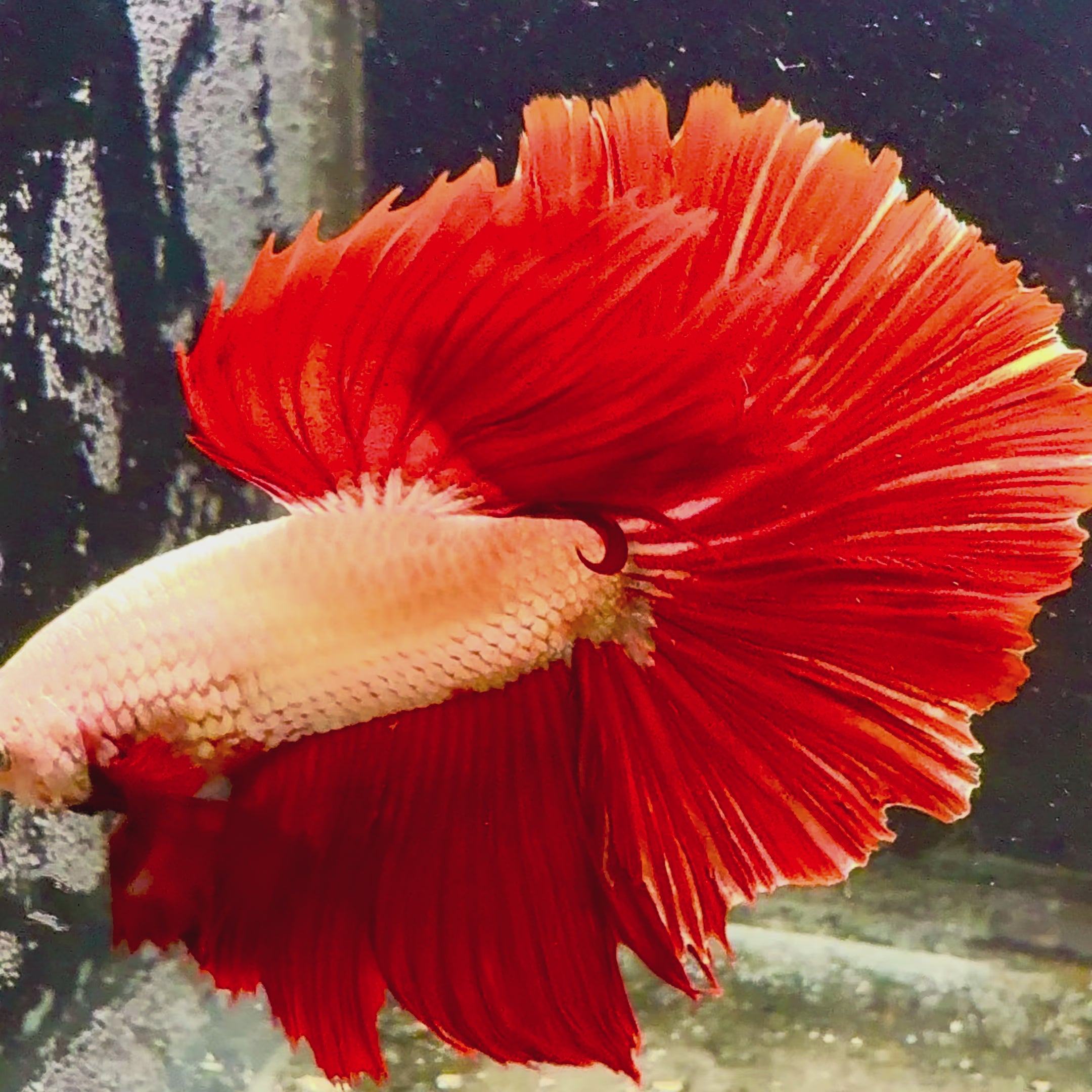 Red Dragon Halfmoon Betta