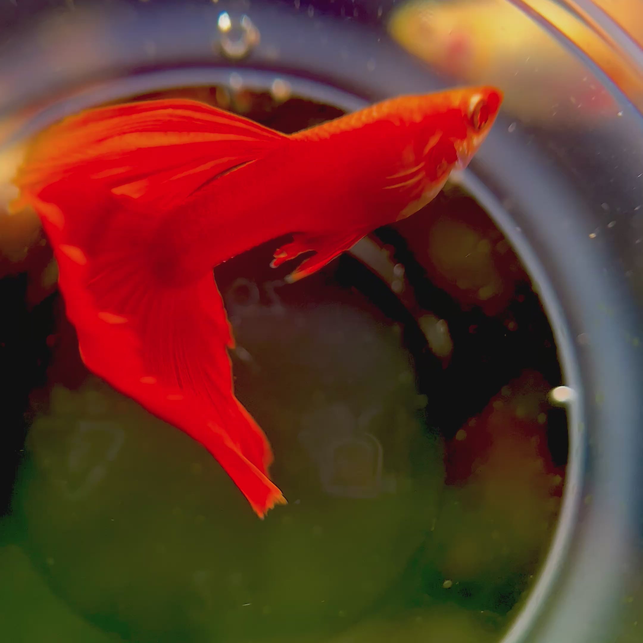 Supreme Full Red Albino