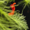 Load and play video in Gallery viewer, Supreme Full Red Albino