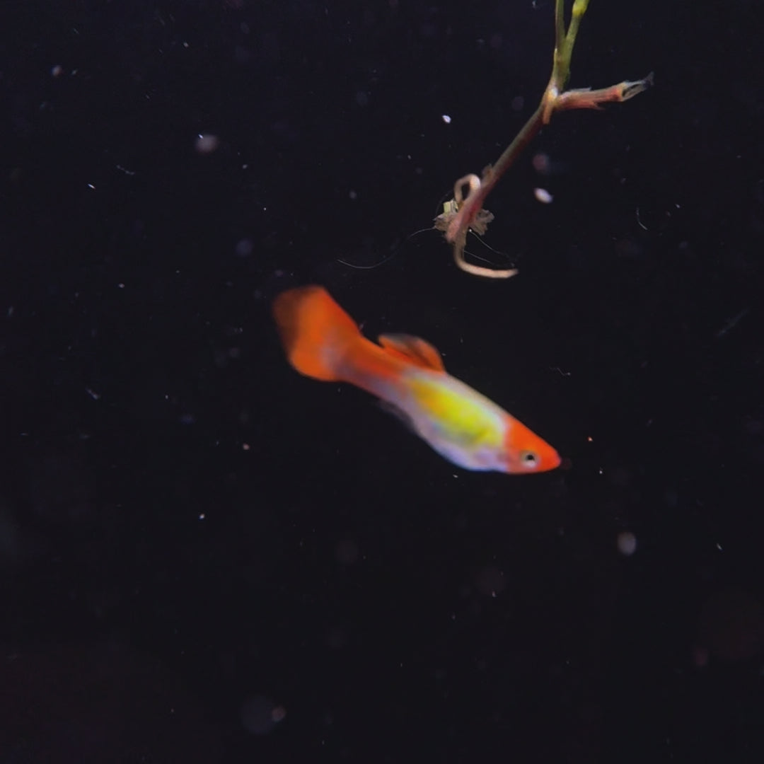 Koi Guppies