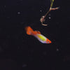 Charger et lire la vidéo dans la visionneuse de la Galerie, Koi Guppies