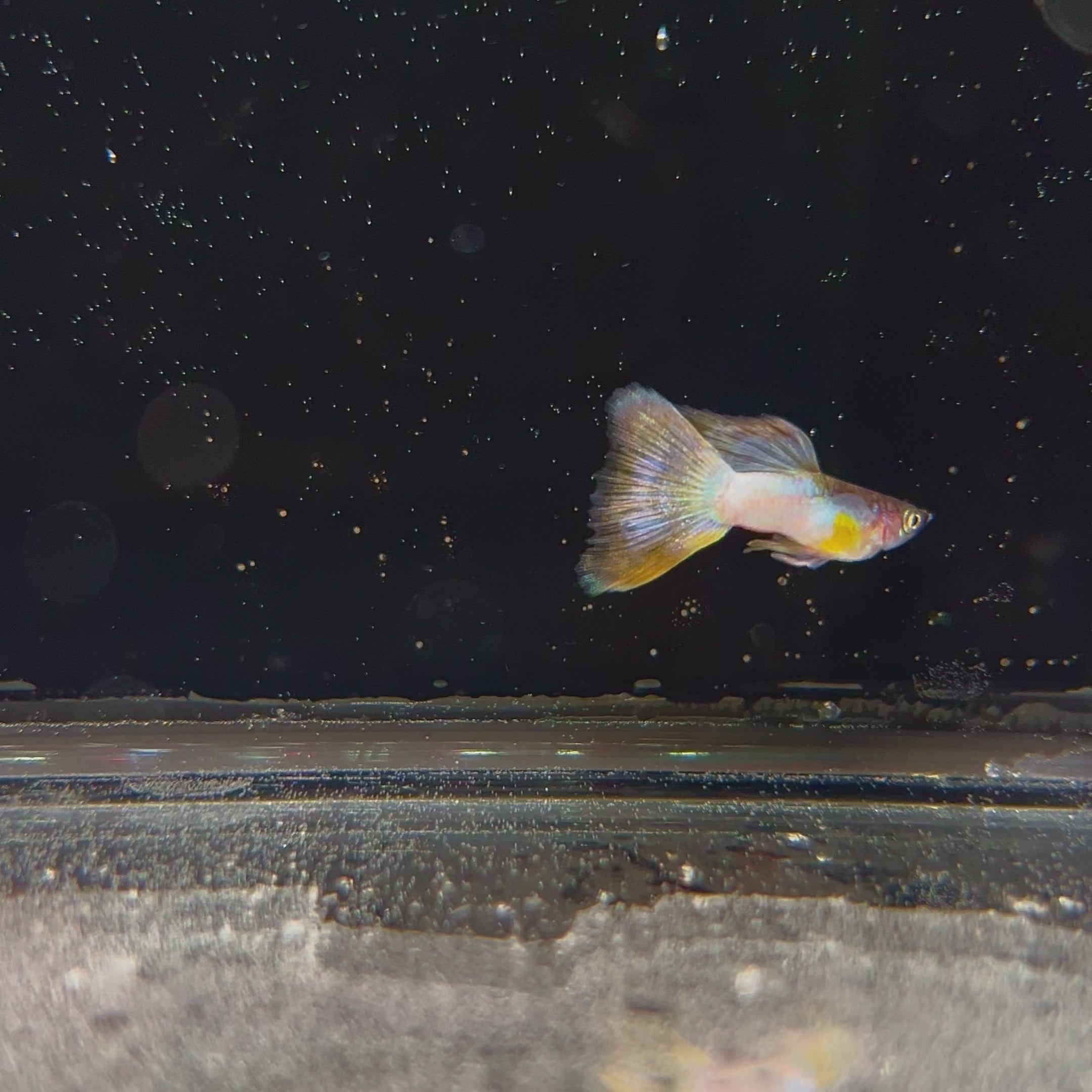 Supreme Full Red Albinos