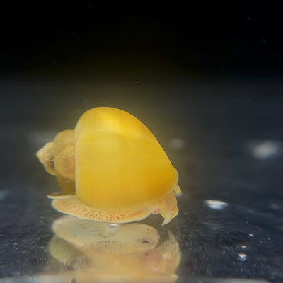 Gold Mystery Snails - Canada Guppies