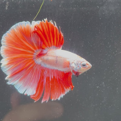 Betta #1 Red Dragon HM - Canada Guppies