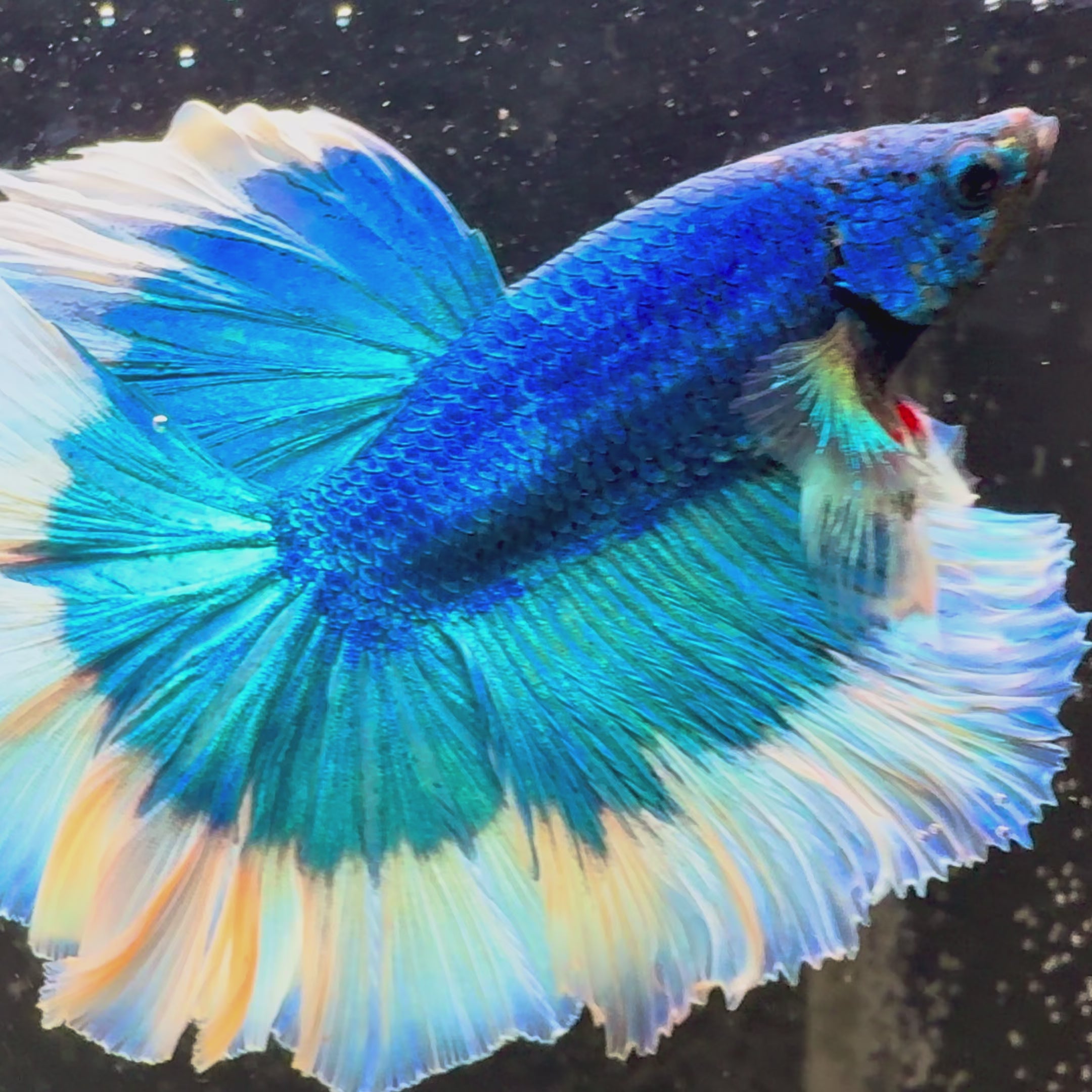 Blue Butterfly Halfmoon