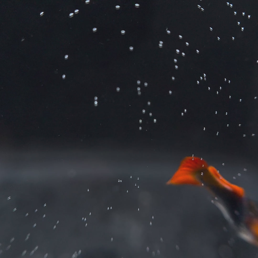 Koi Tuxedo Guppies