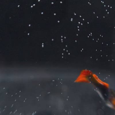 Koi Tuxedo Guppies - Canada Guppies