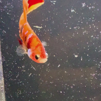 (PAIR) Nemo Multicolor HMPK Bett