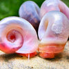 **Rare** Pink Ramshorn Snails
