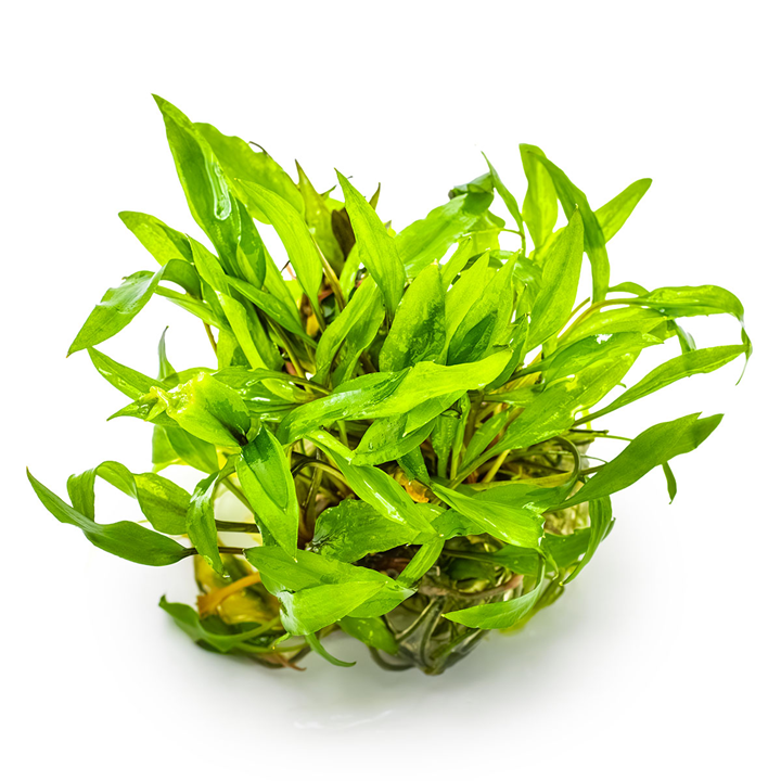 Cryptocoryne Wendtii 'Green' TC