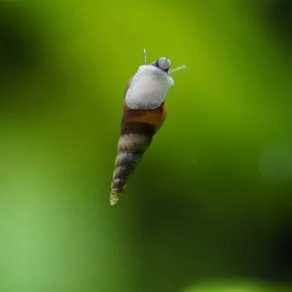 Malaysian Trumpet Snails - Canada Guppies