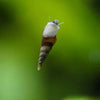 Malaysian Trumpet Snails - Canada Guppies