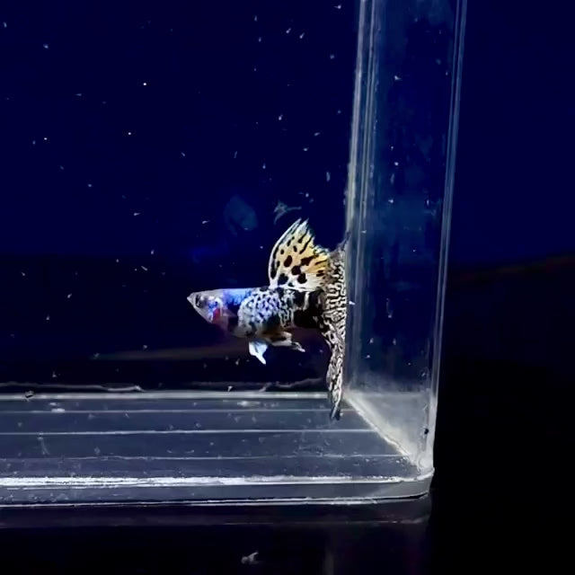 Tiger king cobra Guppies