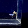 Load and play video in Gallery viewer, Tiger king cobra Guppies