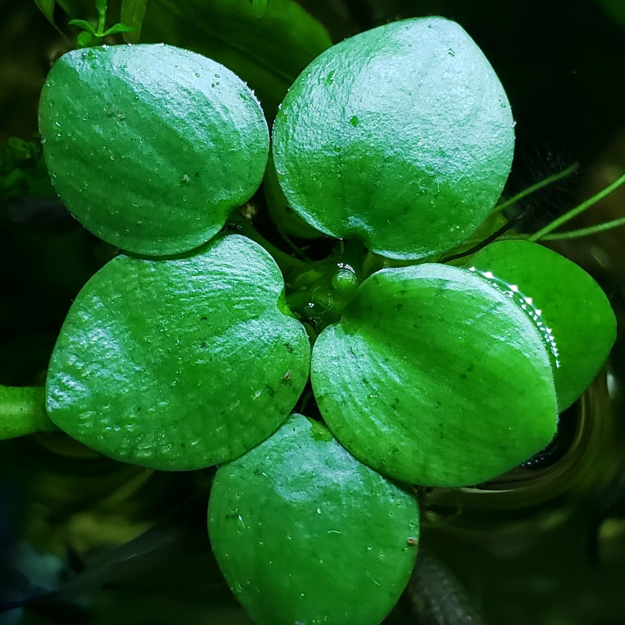 Amazon Frogbit Portion - Canada Guppies