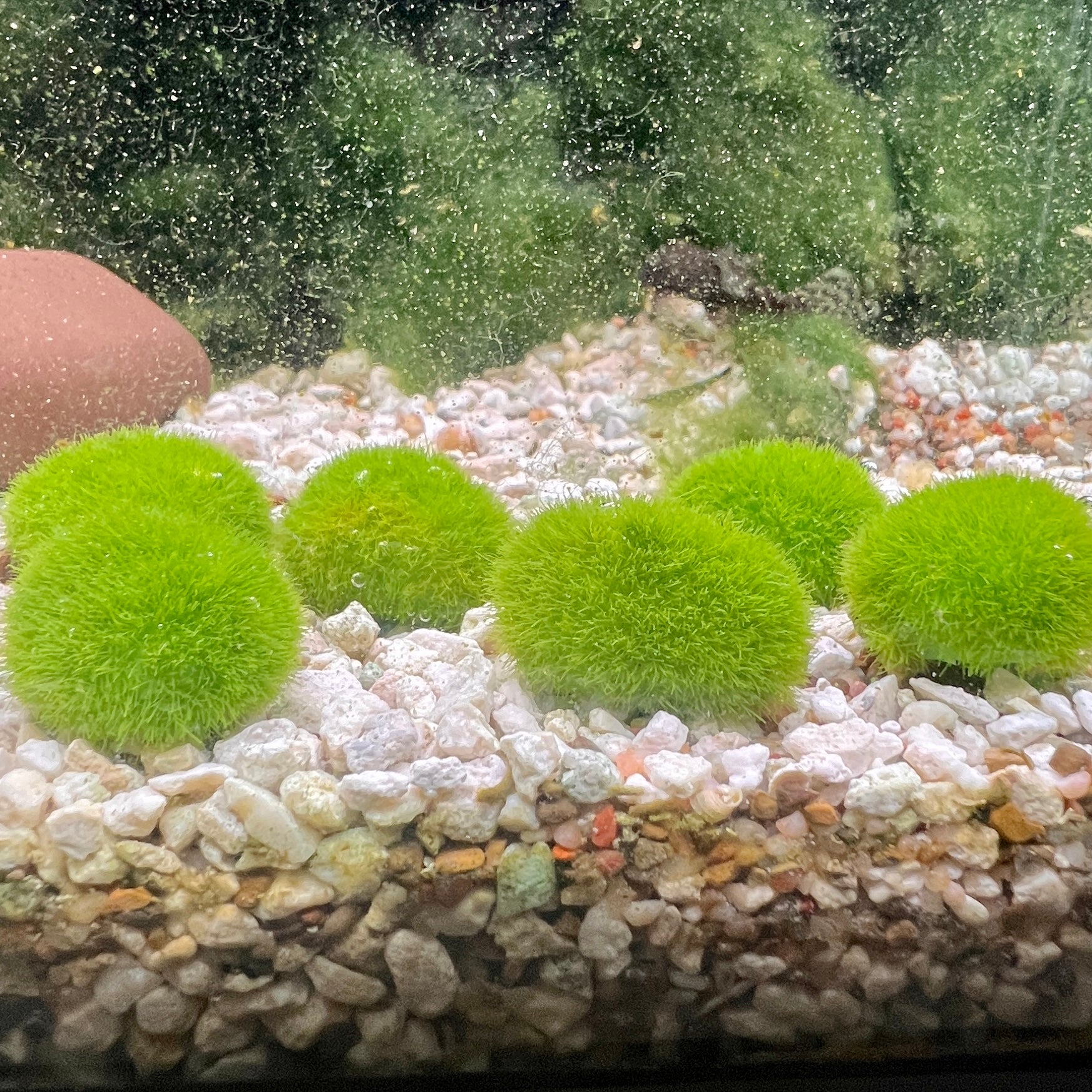 Artificial Marimo Moss Ball Weighted - Canada Guppies