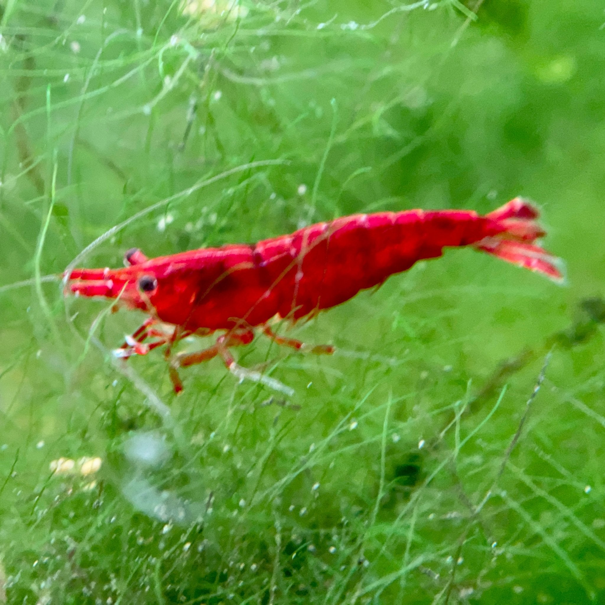 BLOODY MARY SHRIMP - Canada Guppies