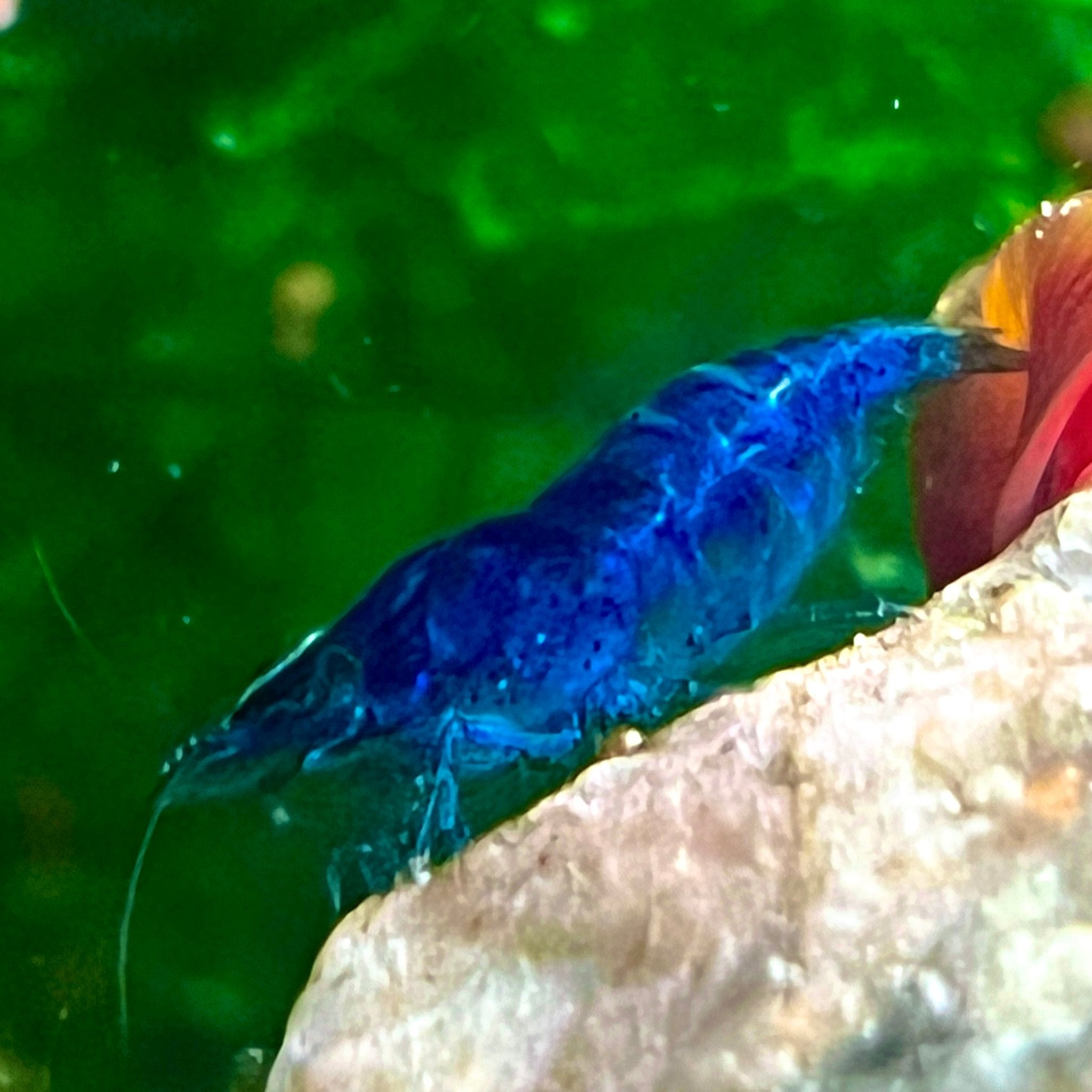 Blue Dream Shrimp - Canada Guppies