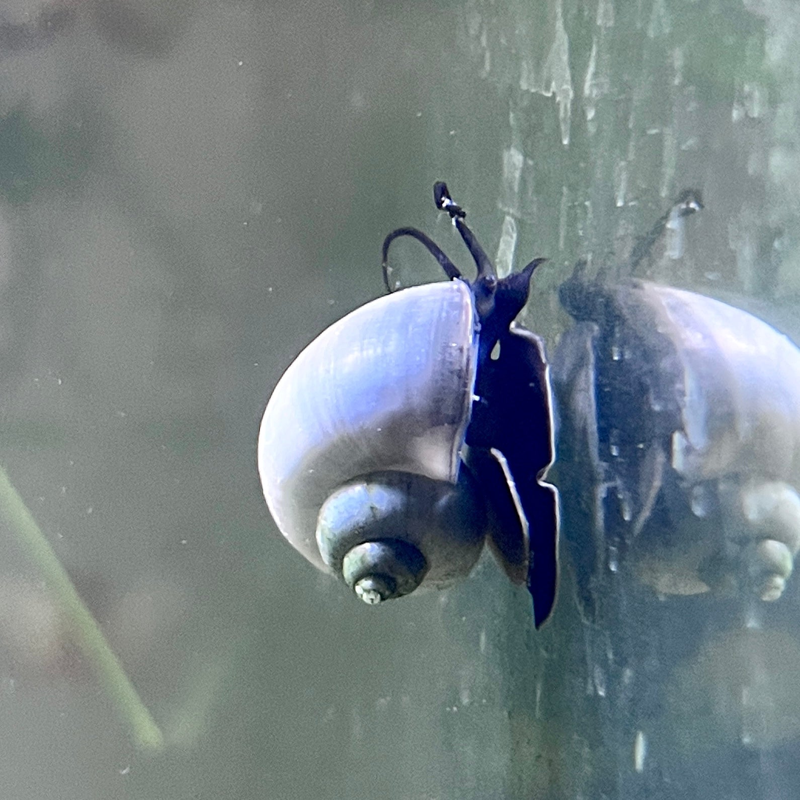 Blue Mystery Snail A Grade - Canada Guppies