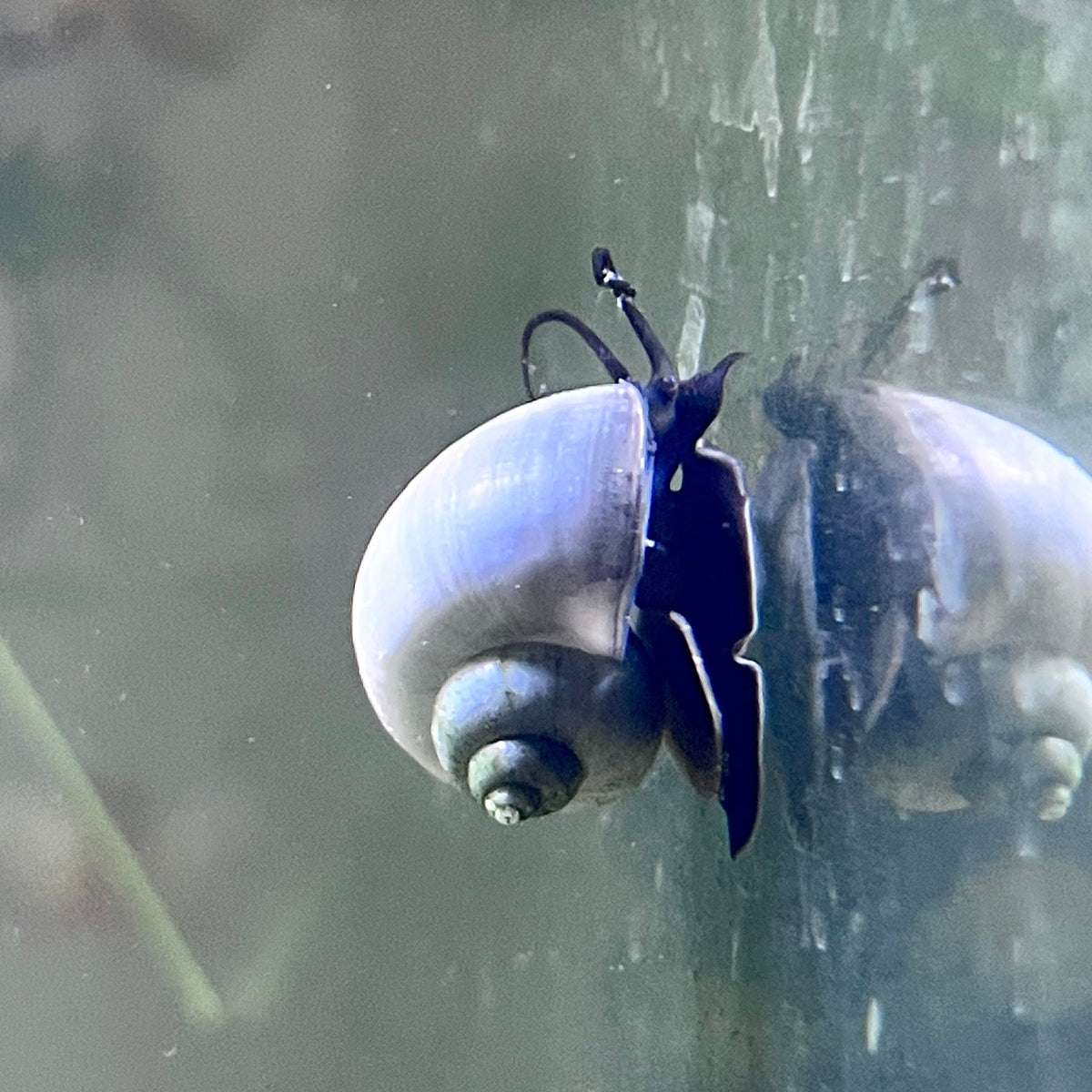Blue Mystery Snail Canada Guppies