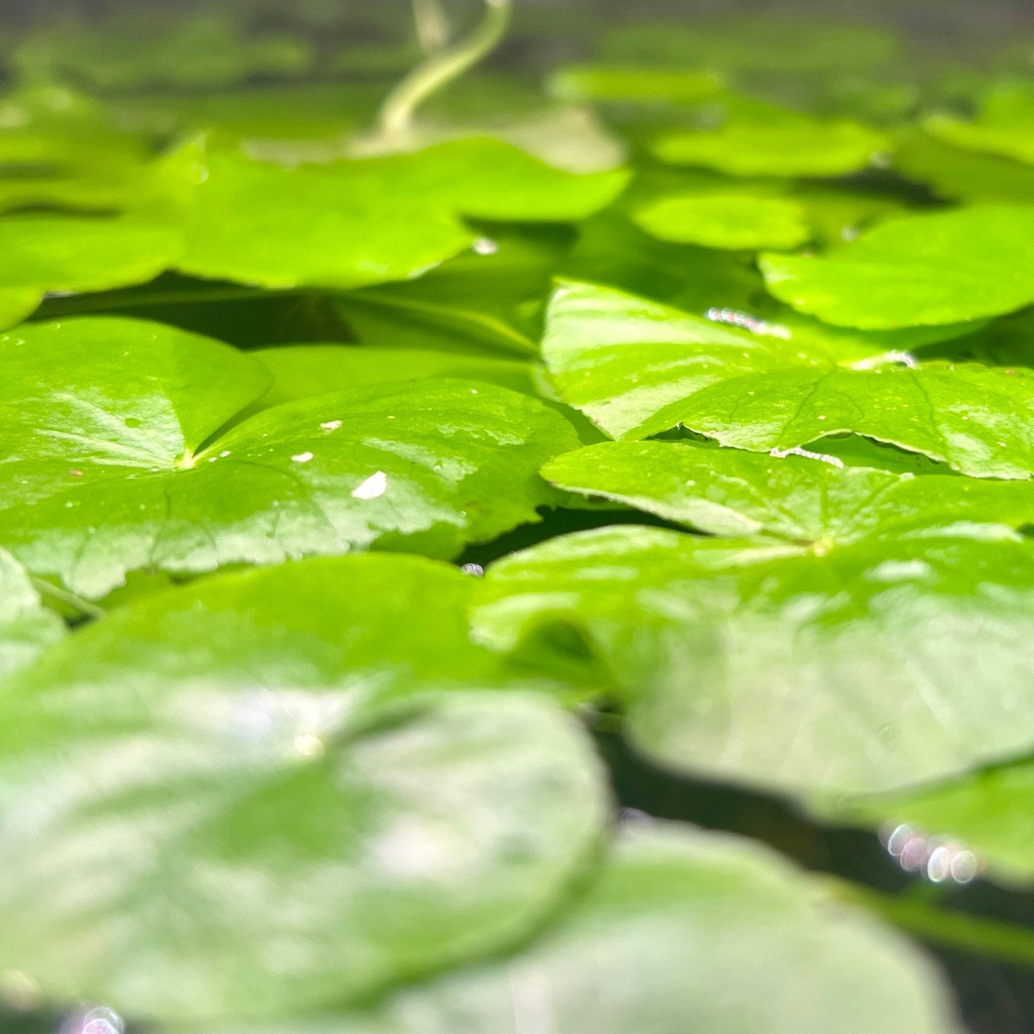 BRAZILIAN PENNYWORT - Canada Guppies