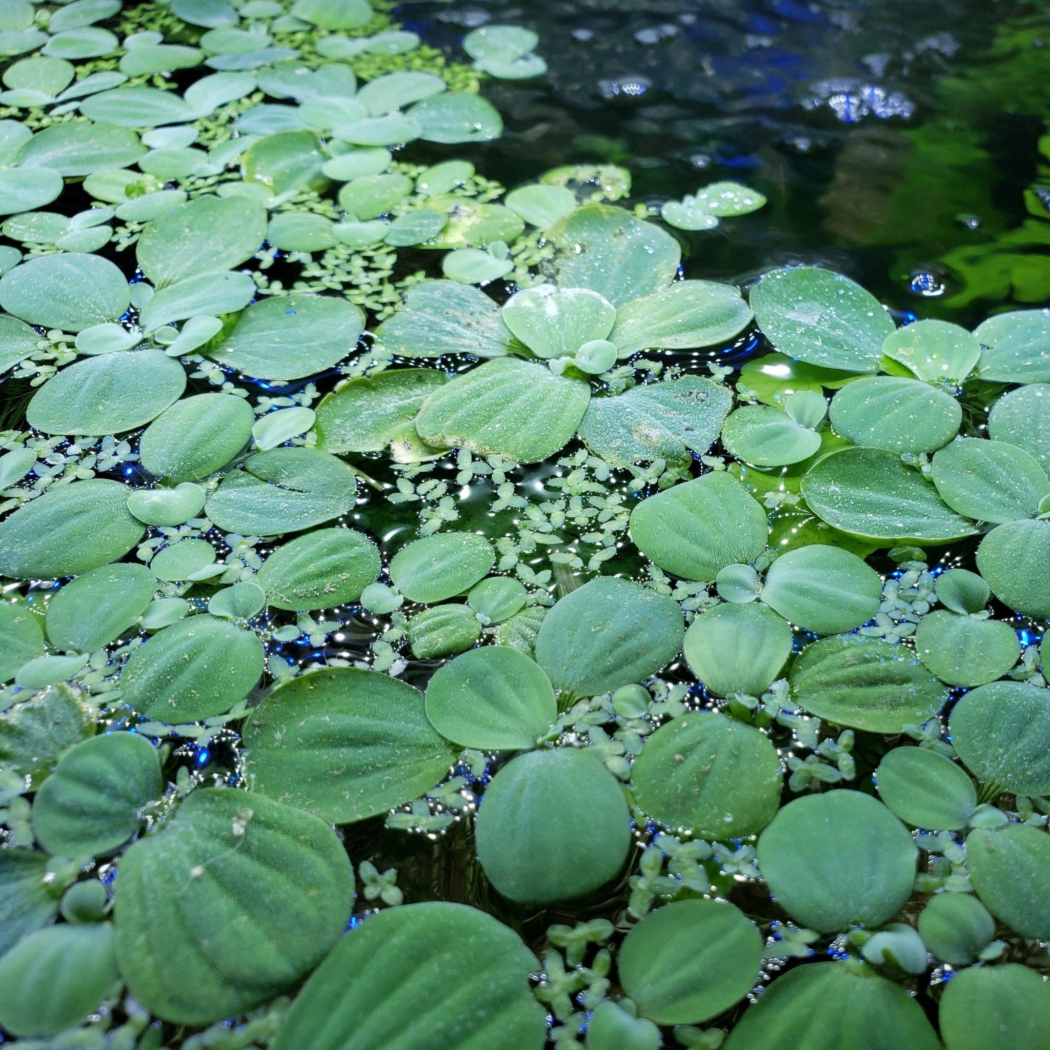 DWARF water lettuce - Canada Guppies