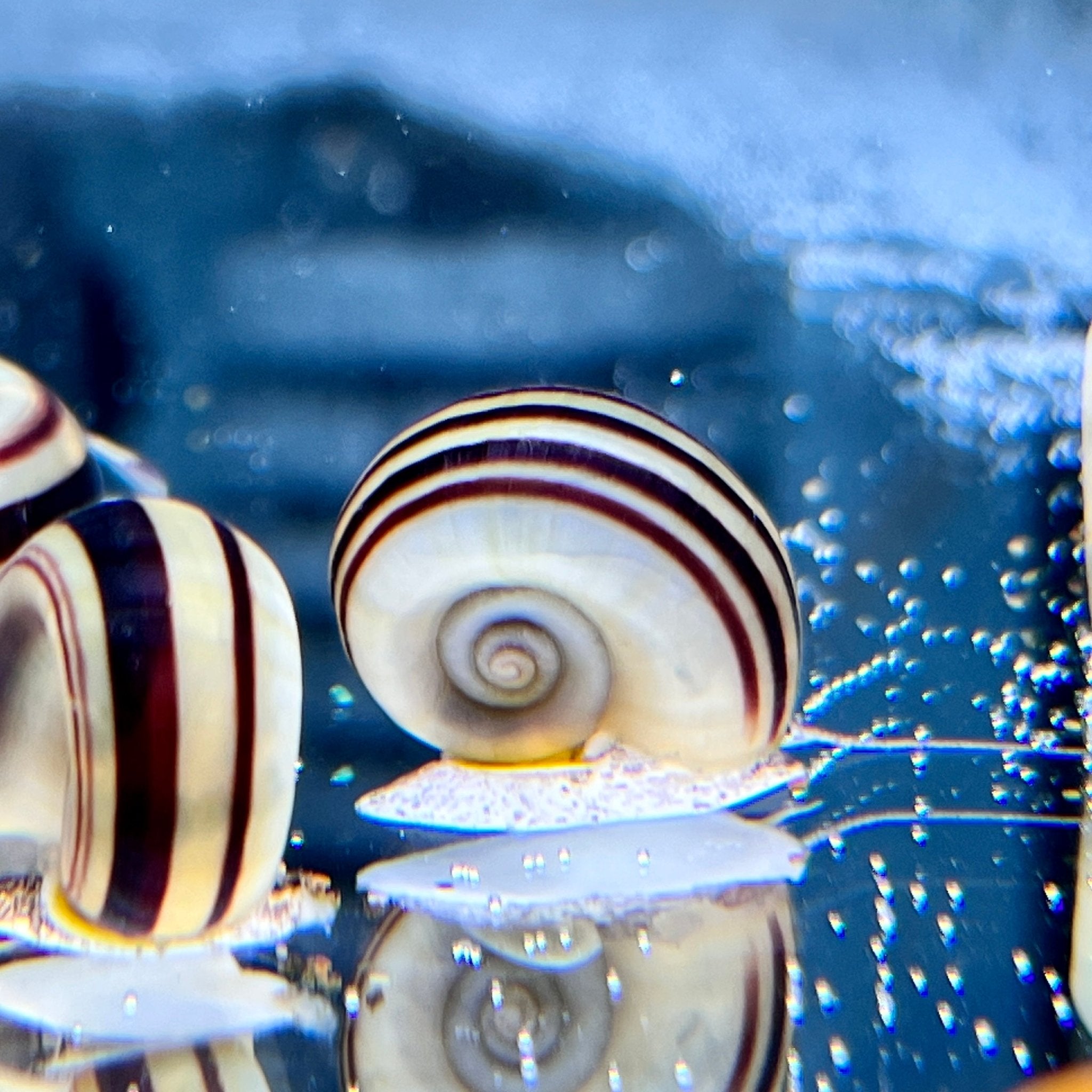 Giant Colombian Ramshorn Snails - Canada Guppies