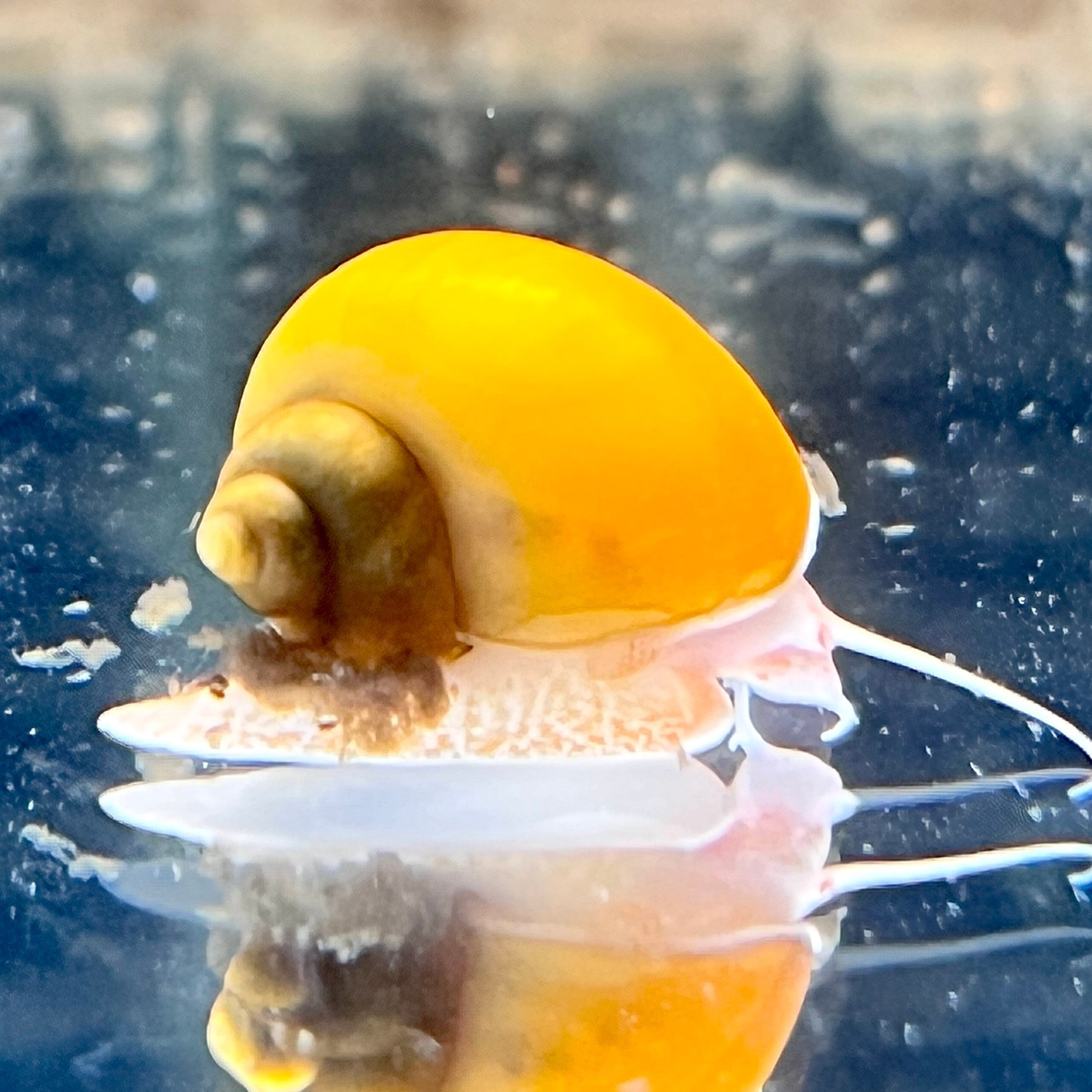 Gold Mystery Snails A Grade - Canada Guppies
