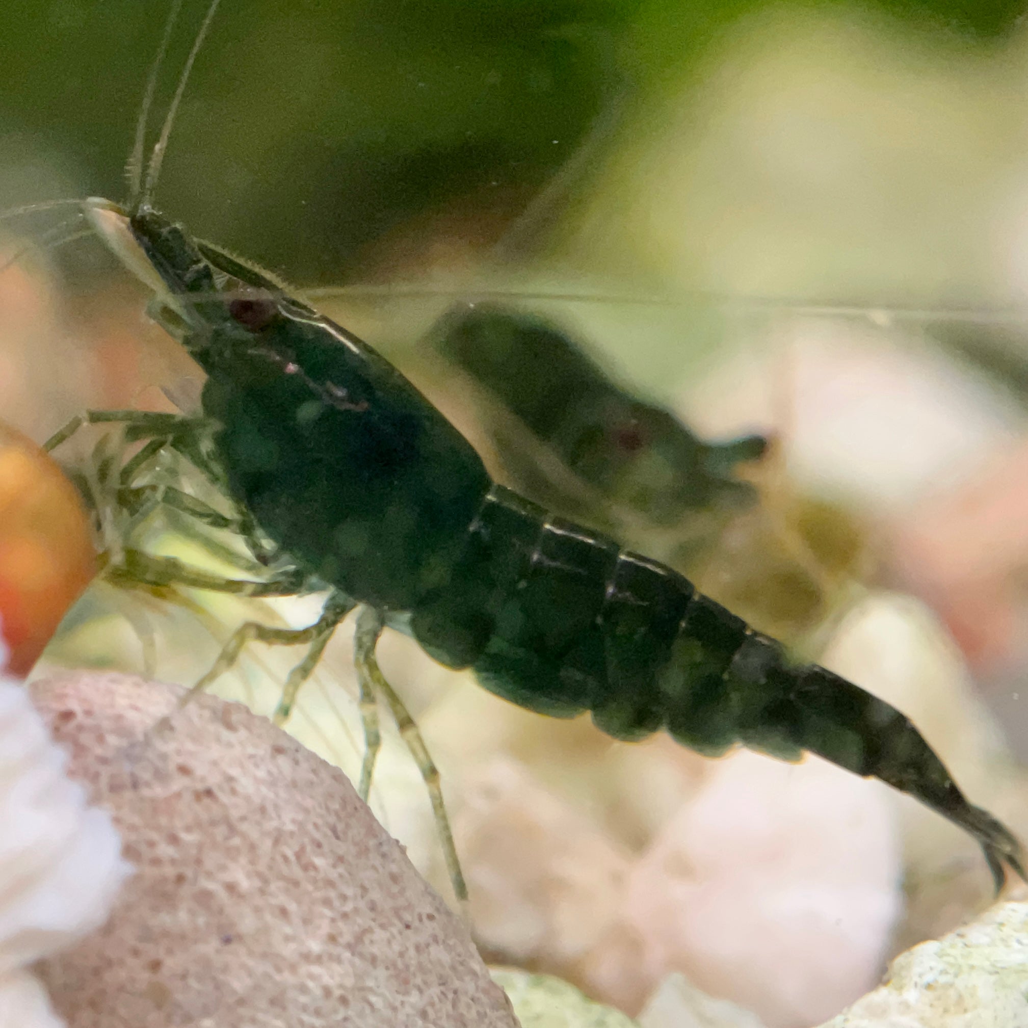 HIGH GRADE DARK GREEN JADE SHRIMP - Canada Guppies