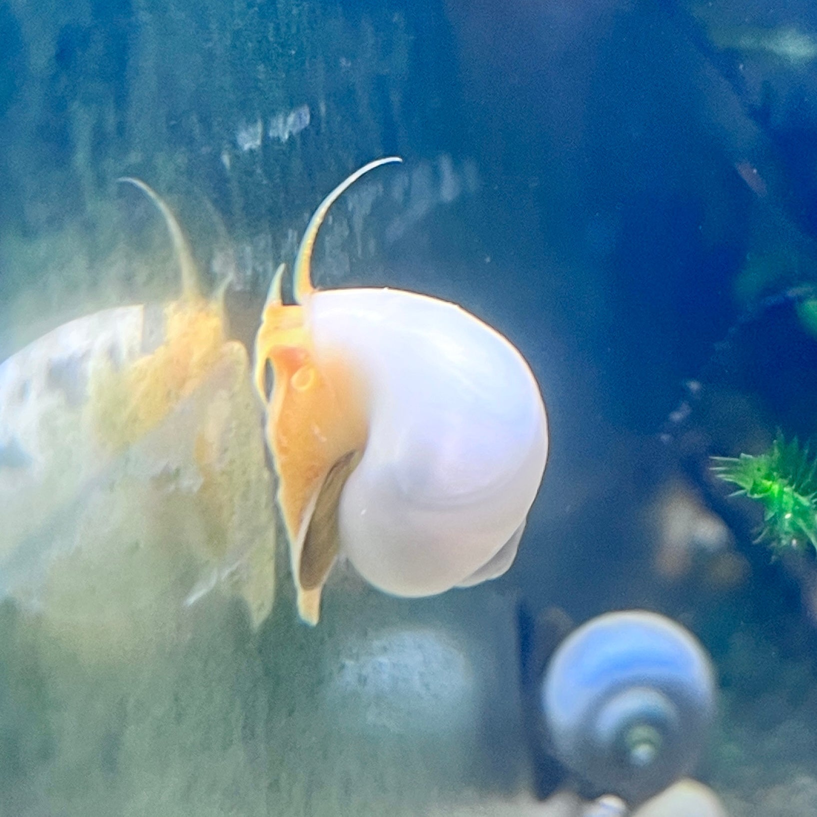Ivory Mystery Snails - Canada Guppies