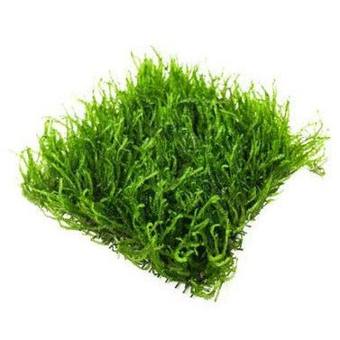 Java Moss Mat - Canada Guppies