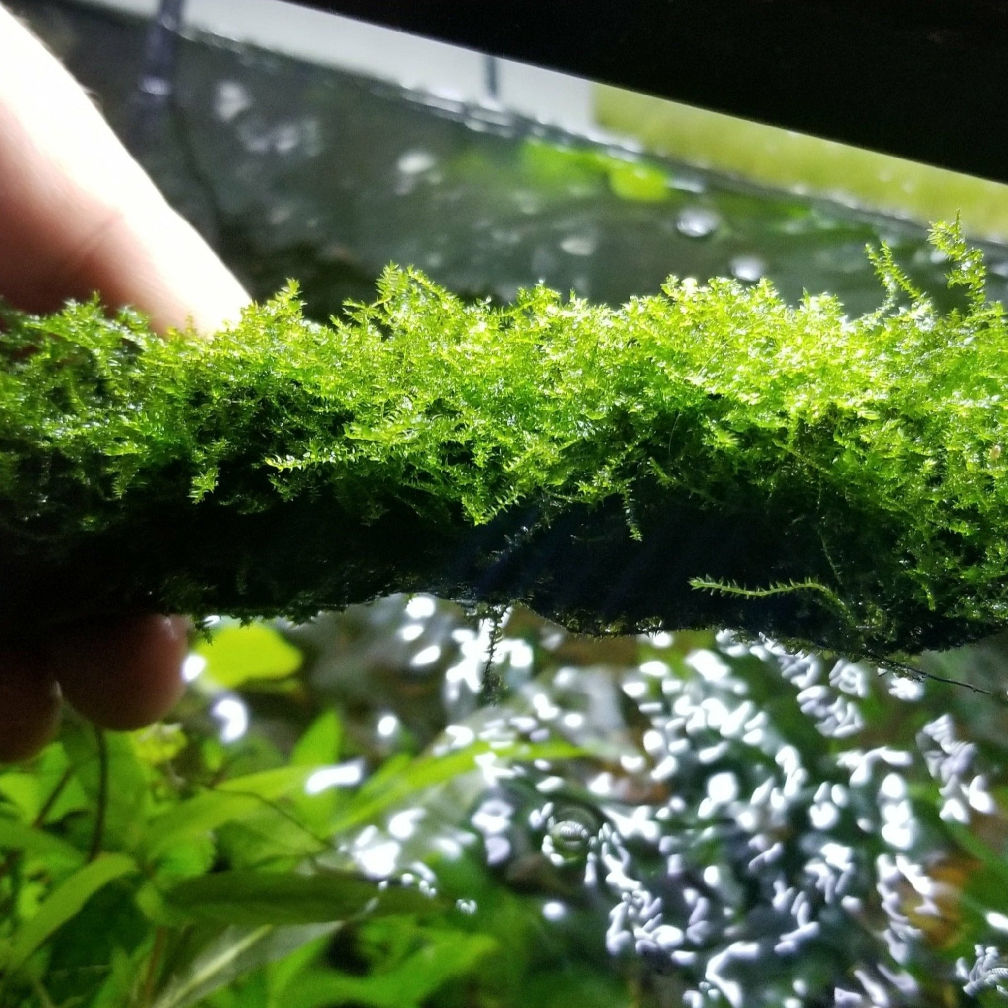 JAVA MOSS ON WOOD - Canada Guppies