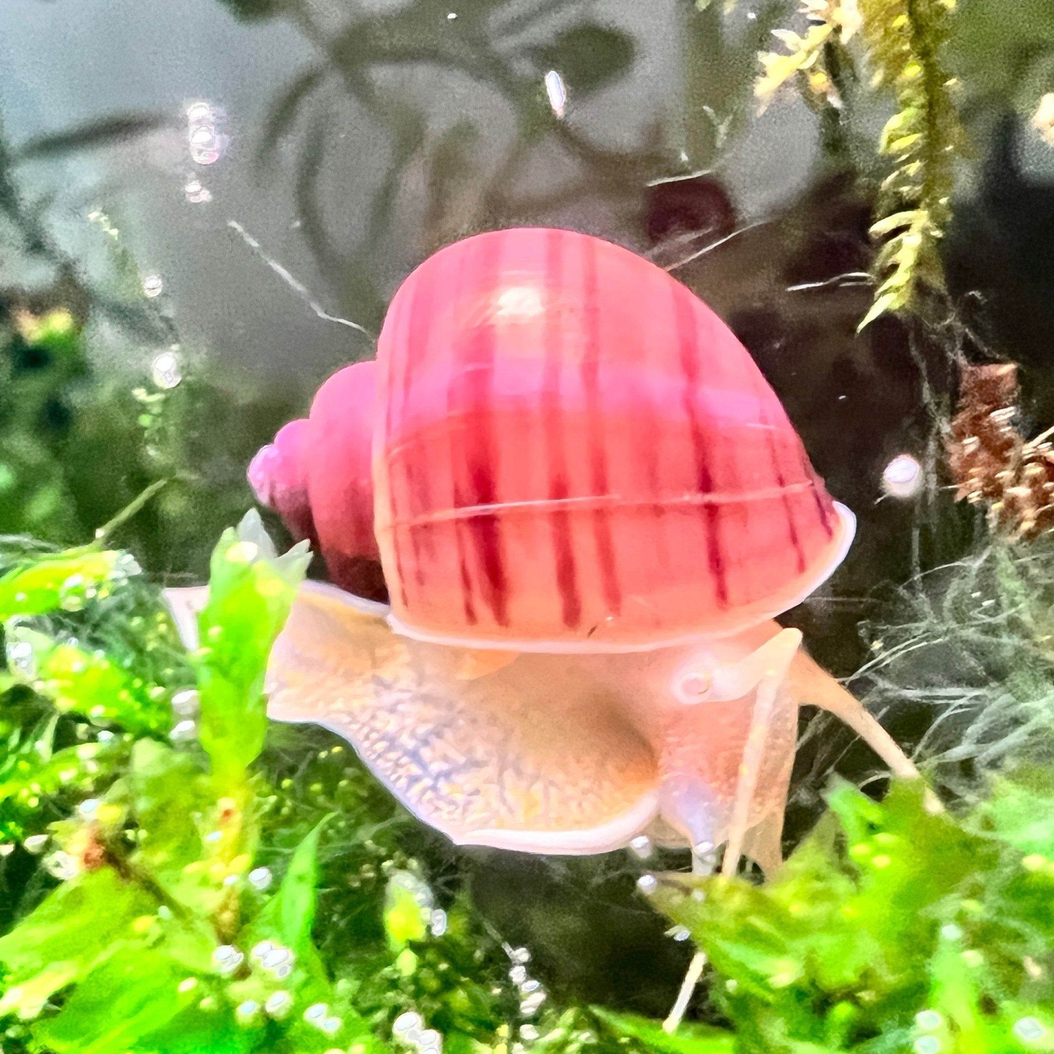 Magenta Mystery Snail - Canada Guppies