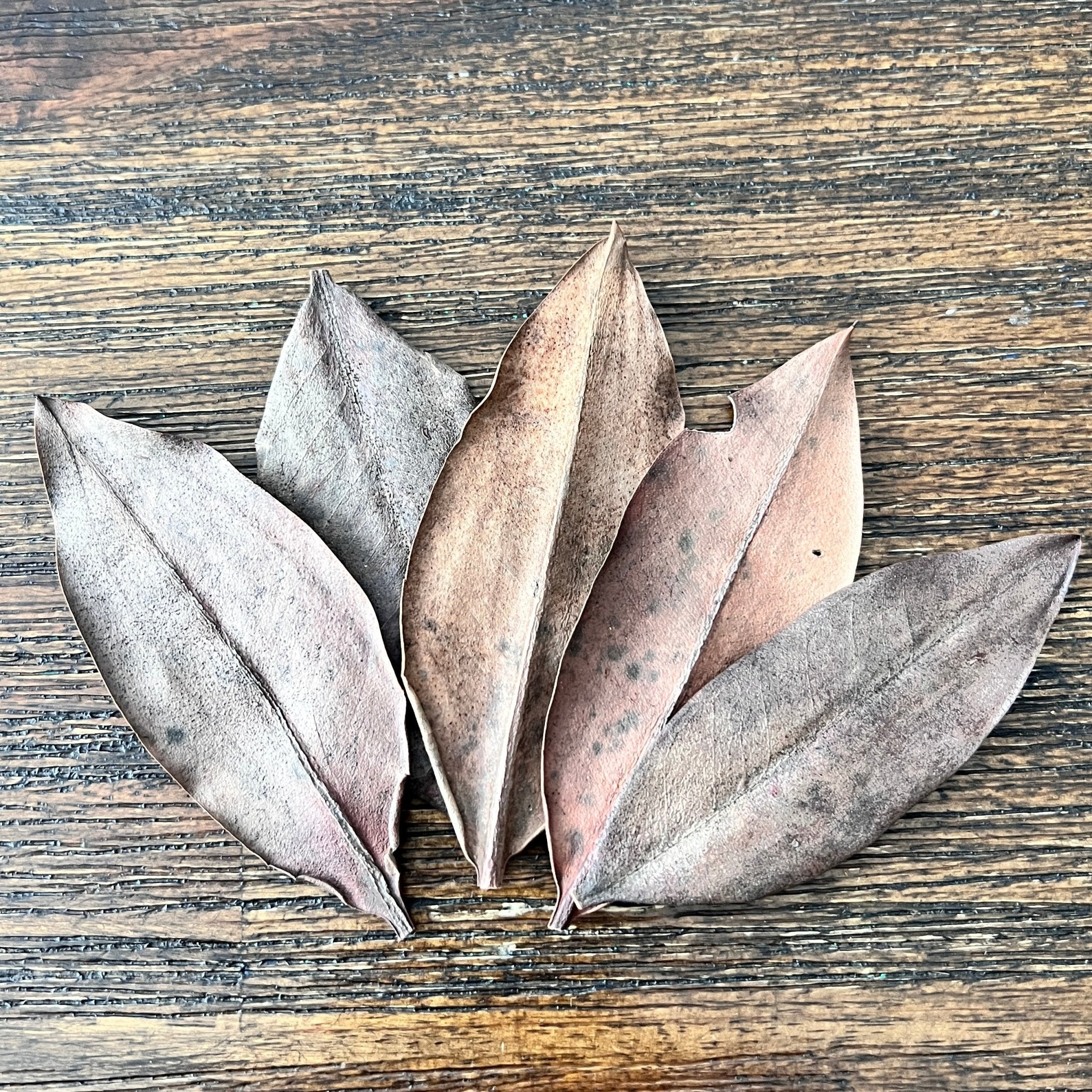 Mangrove leaves (5pcs) - Canada Guppies