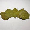 Mulberry Leaves (5 Pack) - Canada Guppies