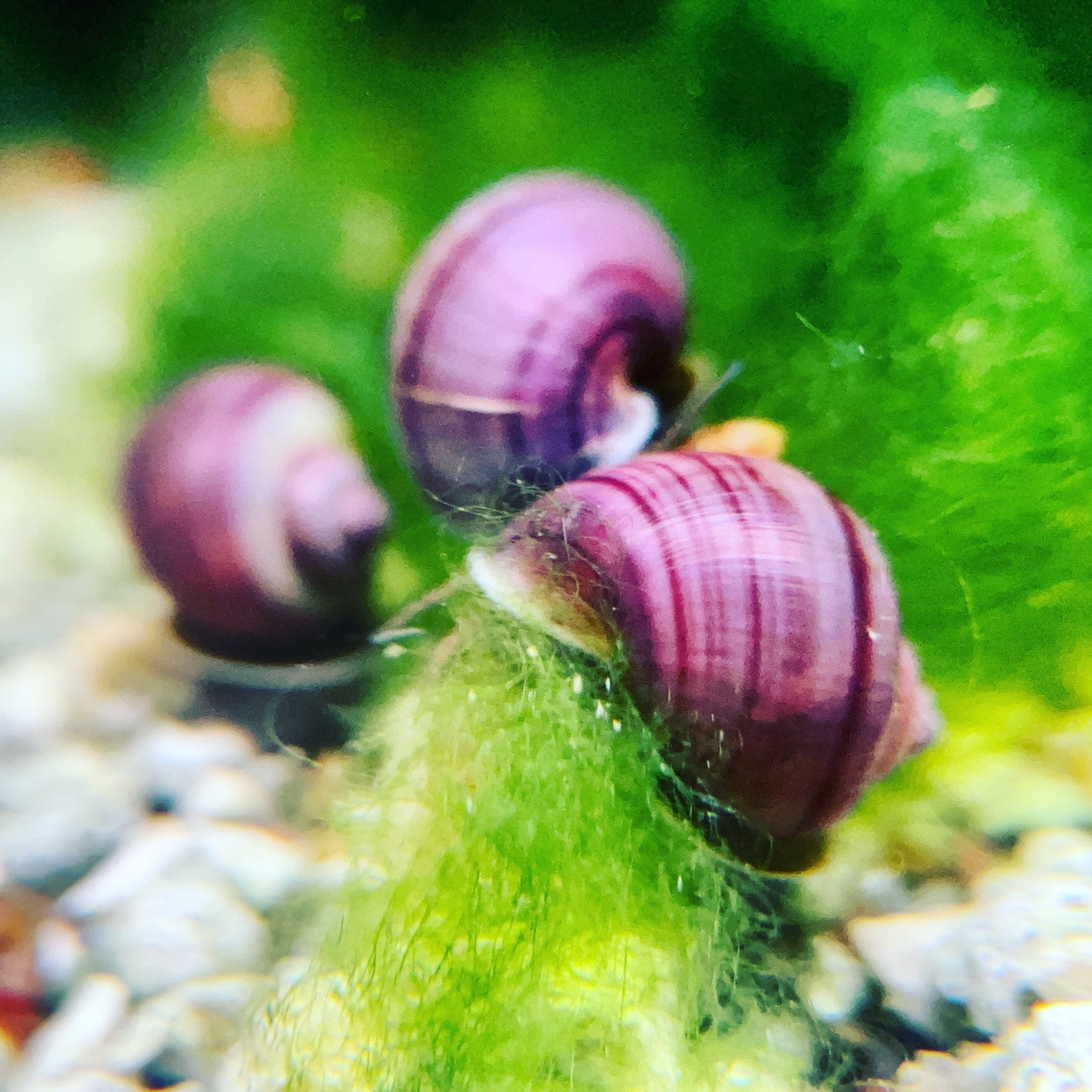 Purple Mystery Snail - Canada Guppies