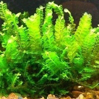 RARE! Cameroon Moss - Canada Guppies
