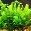 RARE! Cameroon Moss - Canada Guppies