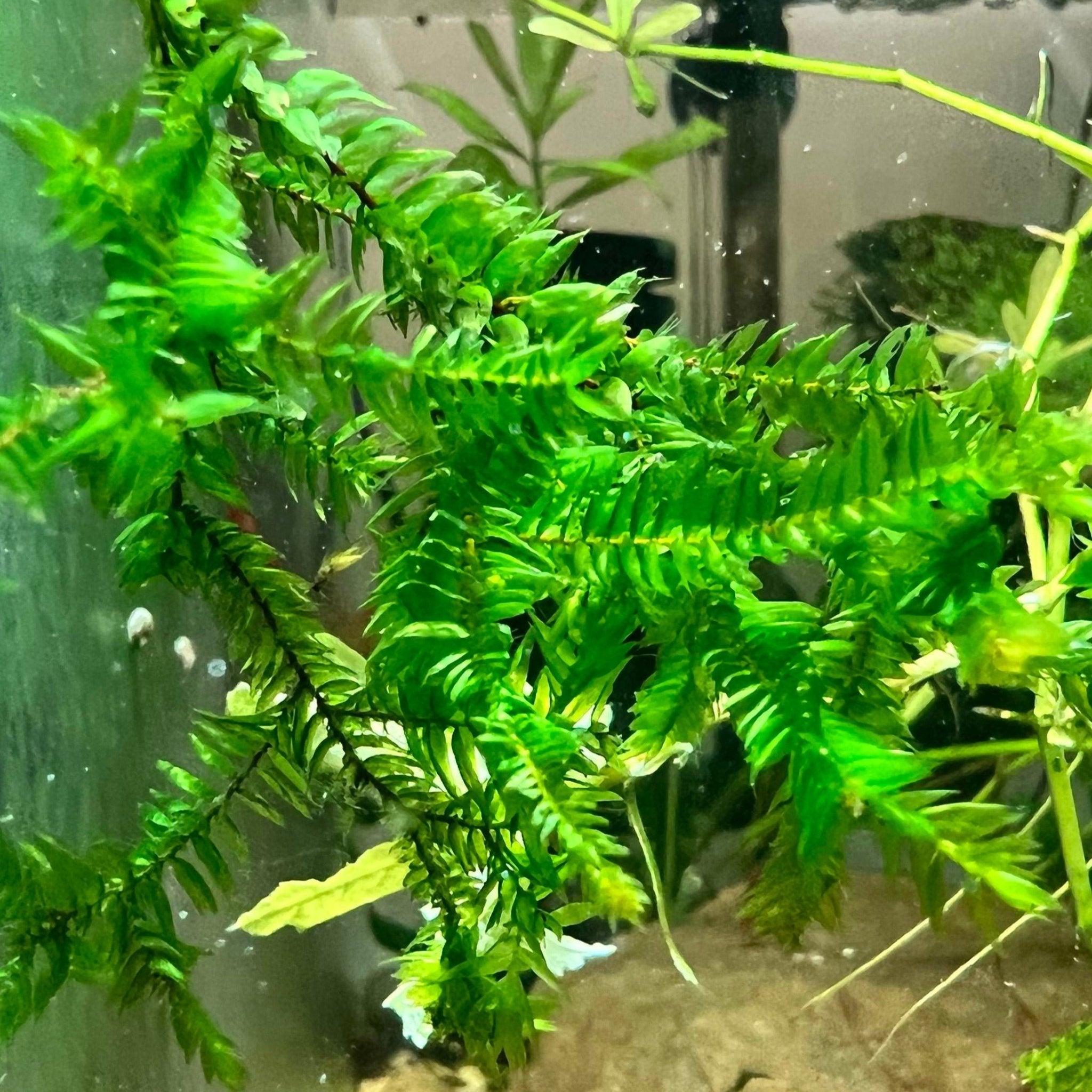RARE! Willow Moss - Canada Guppies