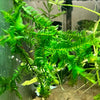 RARE! Willow Moss - Canada Guppies