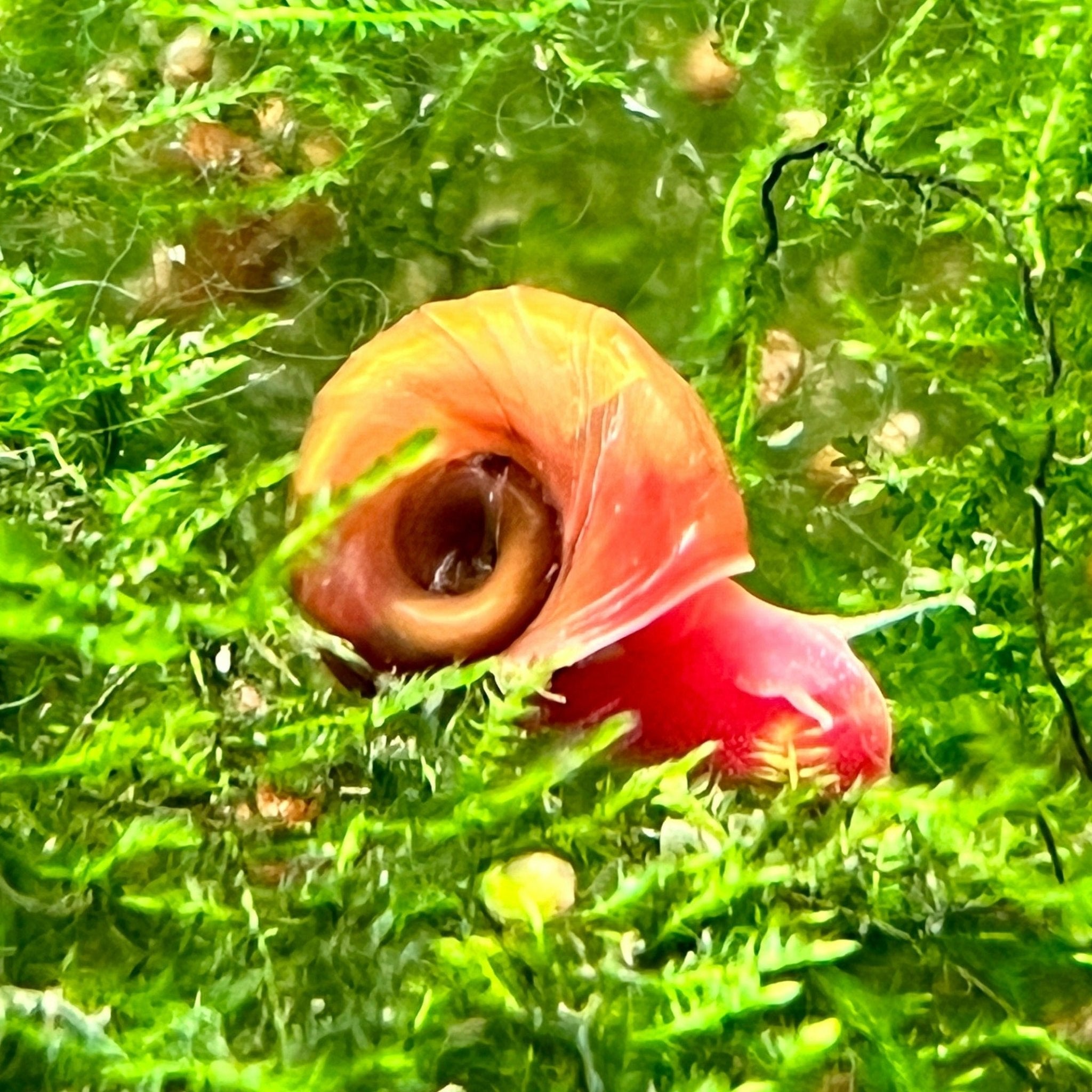 Red Ramshorns Snails - Canada Guppies