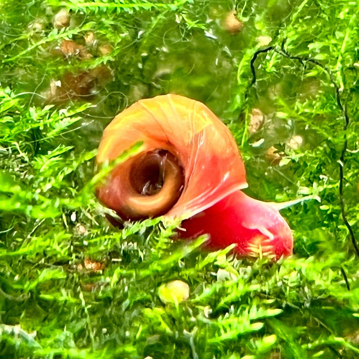 Red Ramshorns Snails Canada Guppies