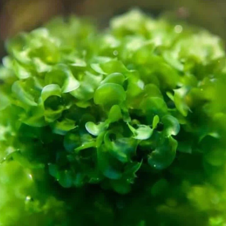 subwassertang golf ball size portion Canada Guppies