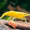 YELLOW GOLDENBACK - Canada Guppies